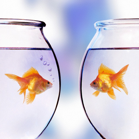 Goldfish Looking at Each Other